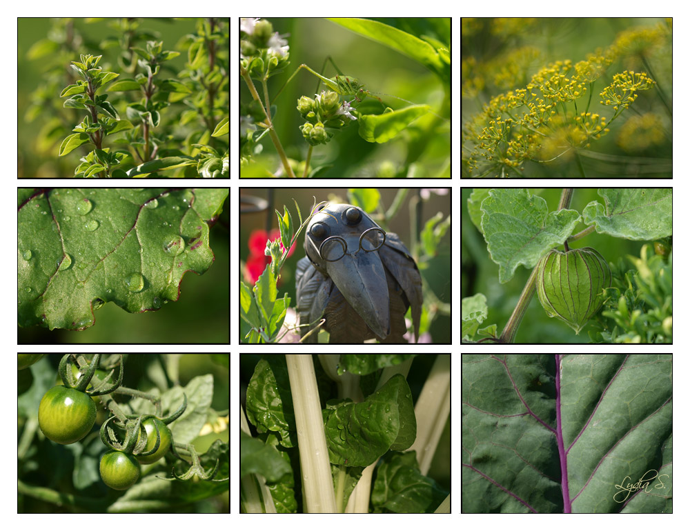 ...Garten-Impressionen...