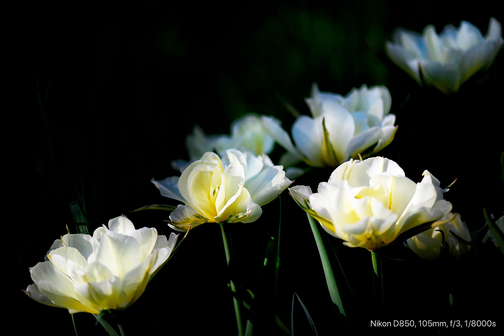 Garten Impressionen