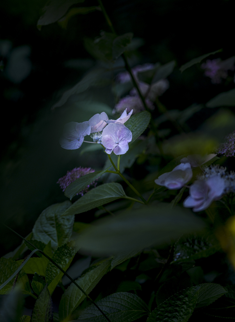 Garten Impressionen