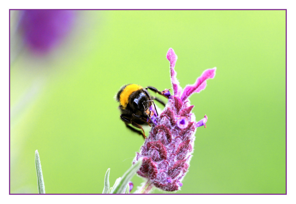 Garten Impressionen