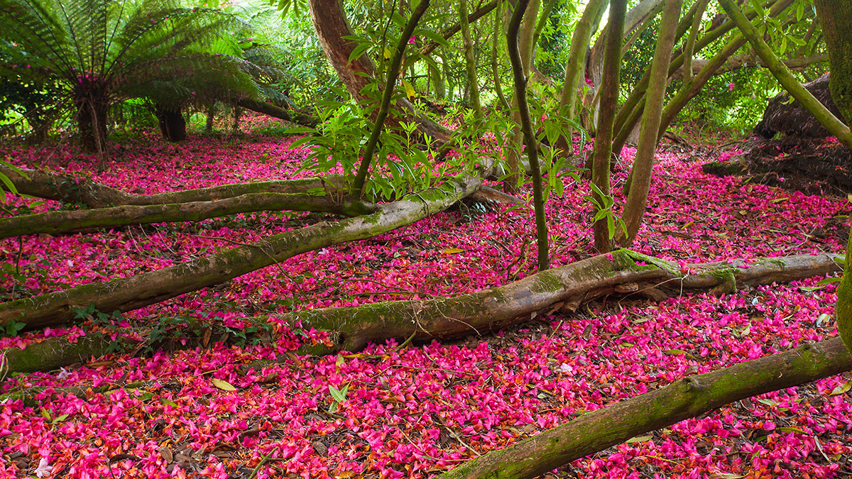 Garten in Cornwall