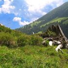 Garten in der Baumruine