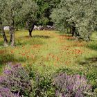 Garten in der Provence mit Lavendel, Mohnblumen und Olivenbäumen