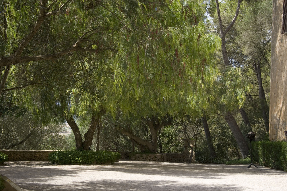 Garten in Herrschaftshaus auf Mallorca