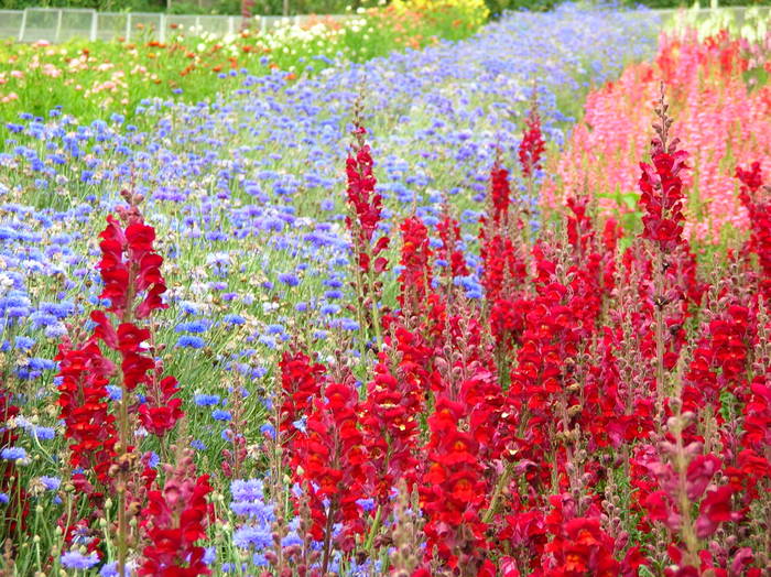 Garten in Rheinau CH