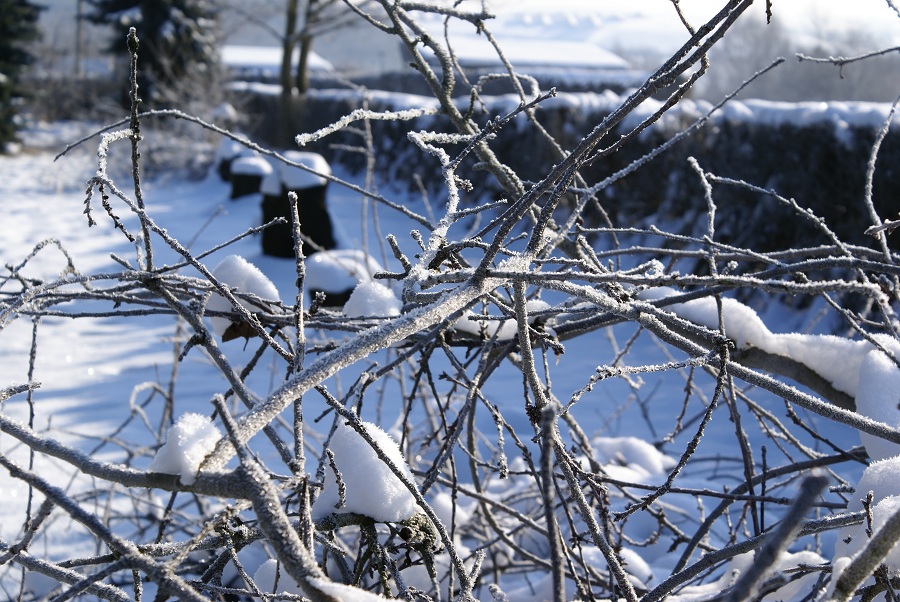 Garten in weiß