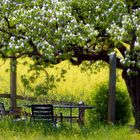 Garten inmitten einem Rapsfeld