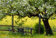 Garten inmitten einem Rapsfeld