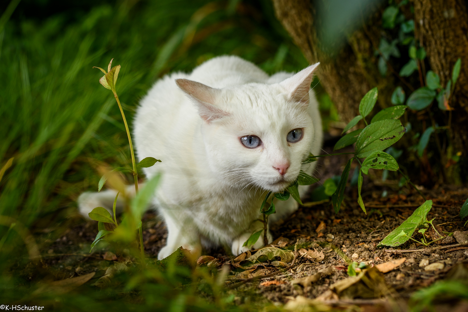 Garten Katze Foto & Bild tiere, haustiere, katzen Bilder auf