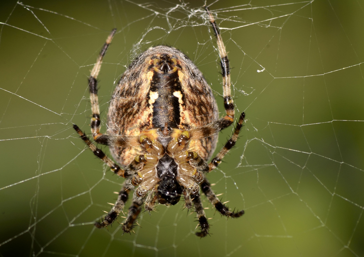 Garten-Keuzspinne (Araneus diadematus).....