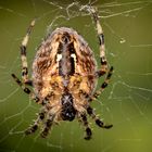 Garten-Keuzspinne (Araneus diadematus).....