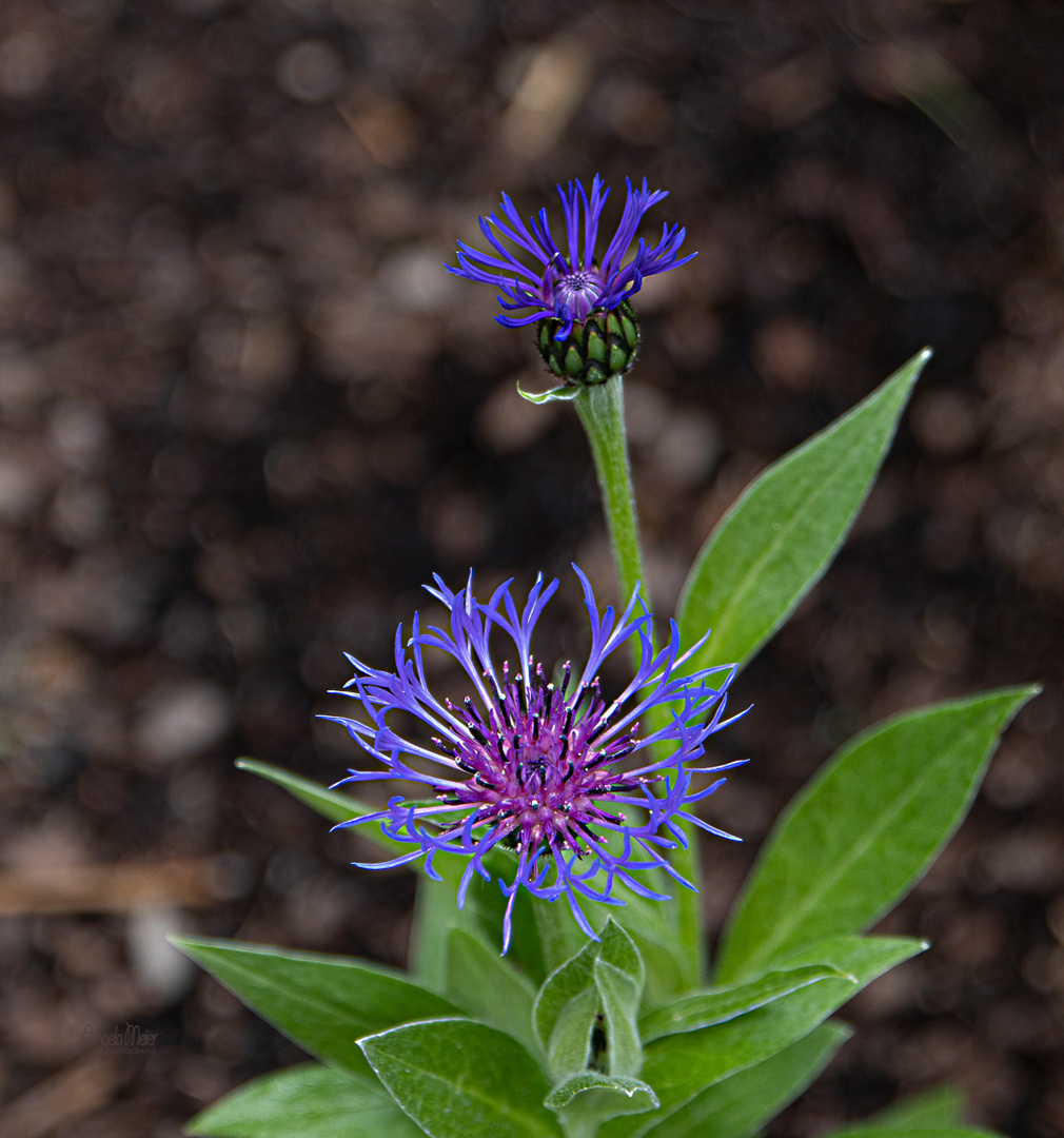 Garten-Kornblume / Berg-Flockenblume