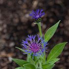 Garten-Kornblume / Berg-Flockenblume