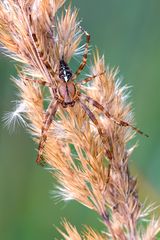 Garten-Kreuzspinne (Araneus diadematus)