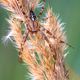 Garten-Kreuzspinne (Araneus diadematus)