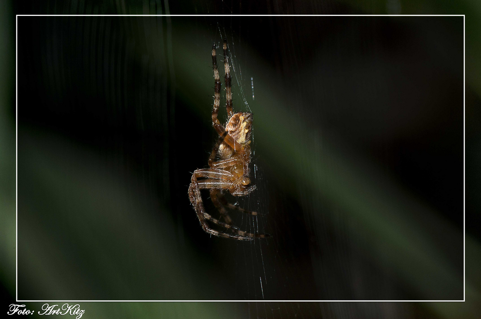 Garten-Kreuzspinne (Araneus diadematus)