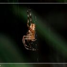 Garten-Kreuzspinne (Araneus diadematus)