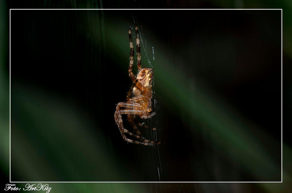 Garten-Kreuzspinne (Araneus diadematus)