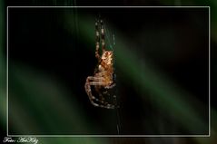 Garten-Kreuzspinne (Araneus diadematus)