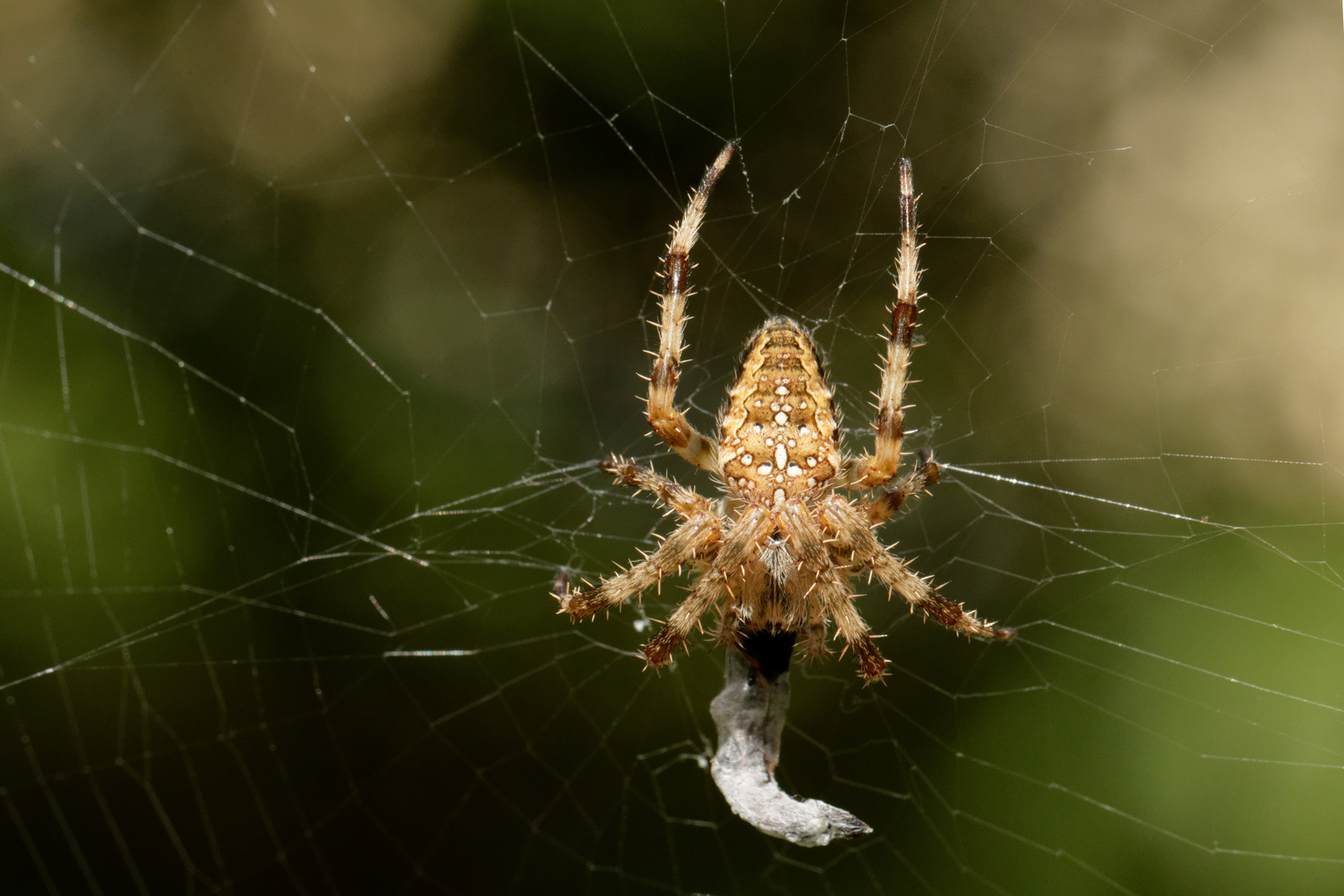 Garten-Kreuzspinne (Araneus diadematus)