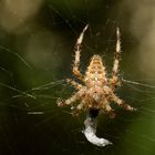 Garten-Kreuzspinne (Araneus diadematus)