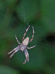 Garten-Kreuzspinne (Araneus diadematus)