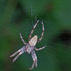 Garten-Kreuzspinne (Araneus diadematus)