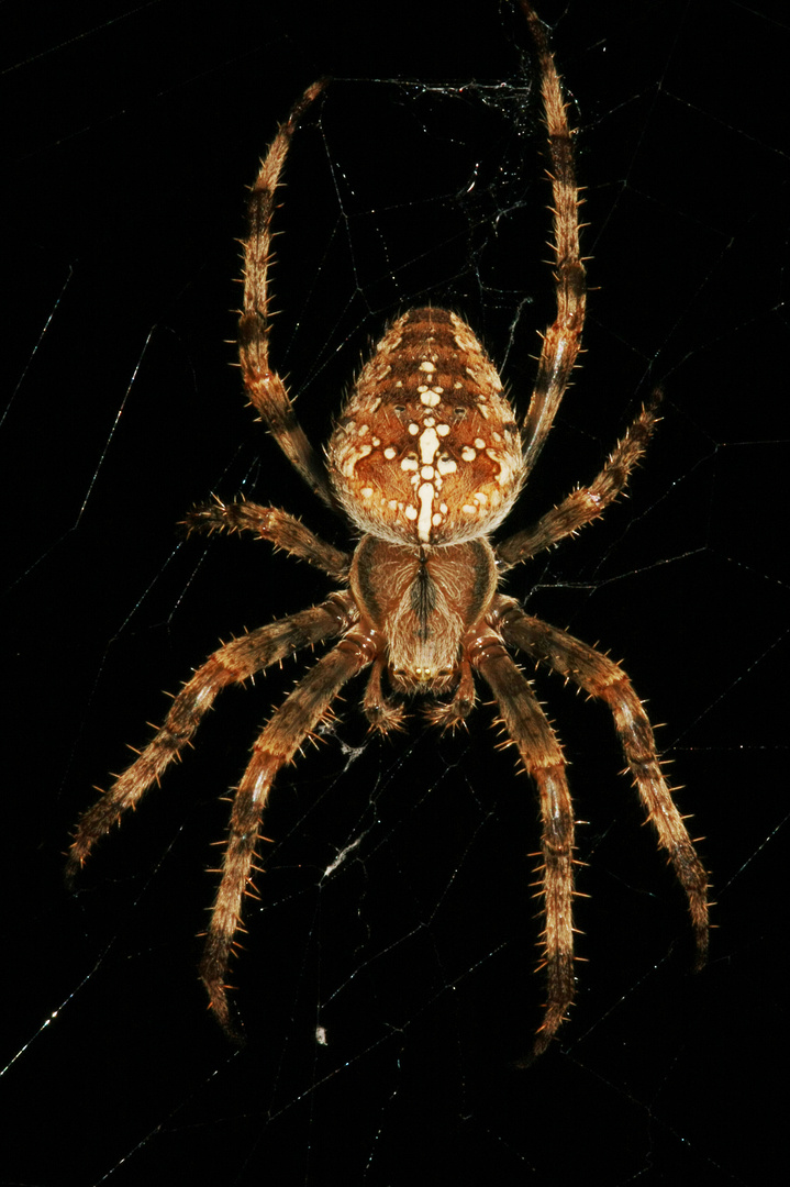 GartenKreuzspinne Araneus diadematus Foto & Bild