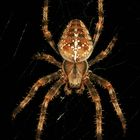 Garten-Kreuzspinne - Araneus diadematus