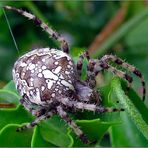 Garten-Kreuzspinne (Araneus diadematus)