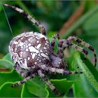 Garten-Kreuzspinne (Araneus diadematus)