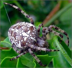 Garten-Kreuzspinne (Araneus diadematus)