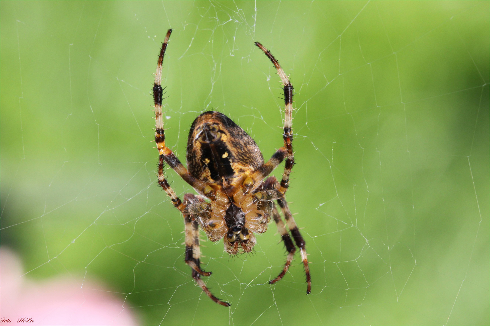 Garten Kreuzspinne Araneus diademotus