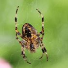 Garten Kreuzspinne Araneus diademotus