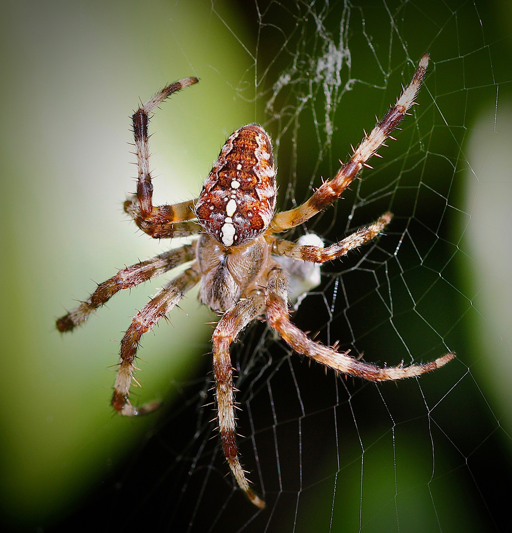 GartenKreuzspinne Foto &amp; Bild tiere, wildlife, spinnen