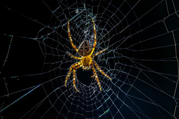 Garten-Kreuzspinne...