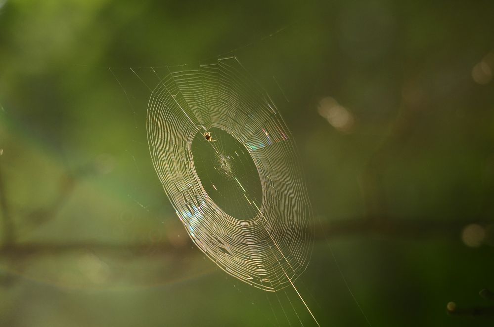 Garten-Kreuzspinne in ihrem Netz