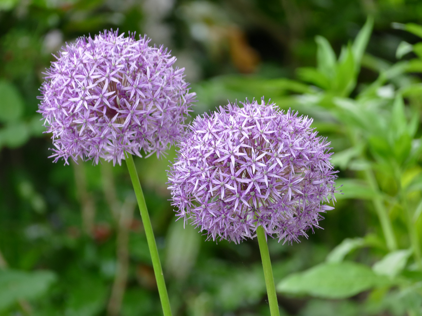 GARTEN LAUCH BLÜTEN