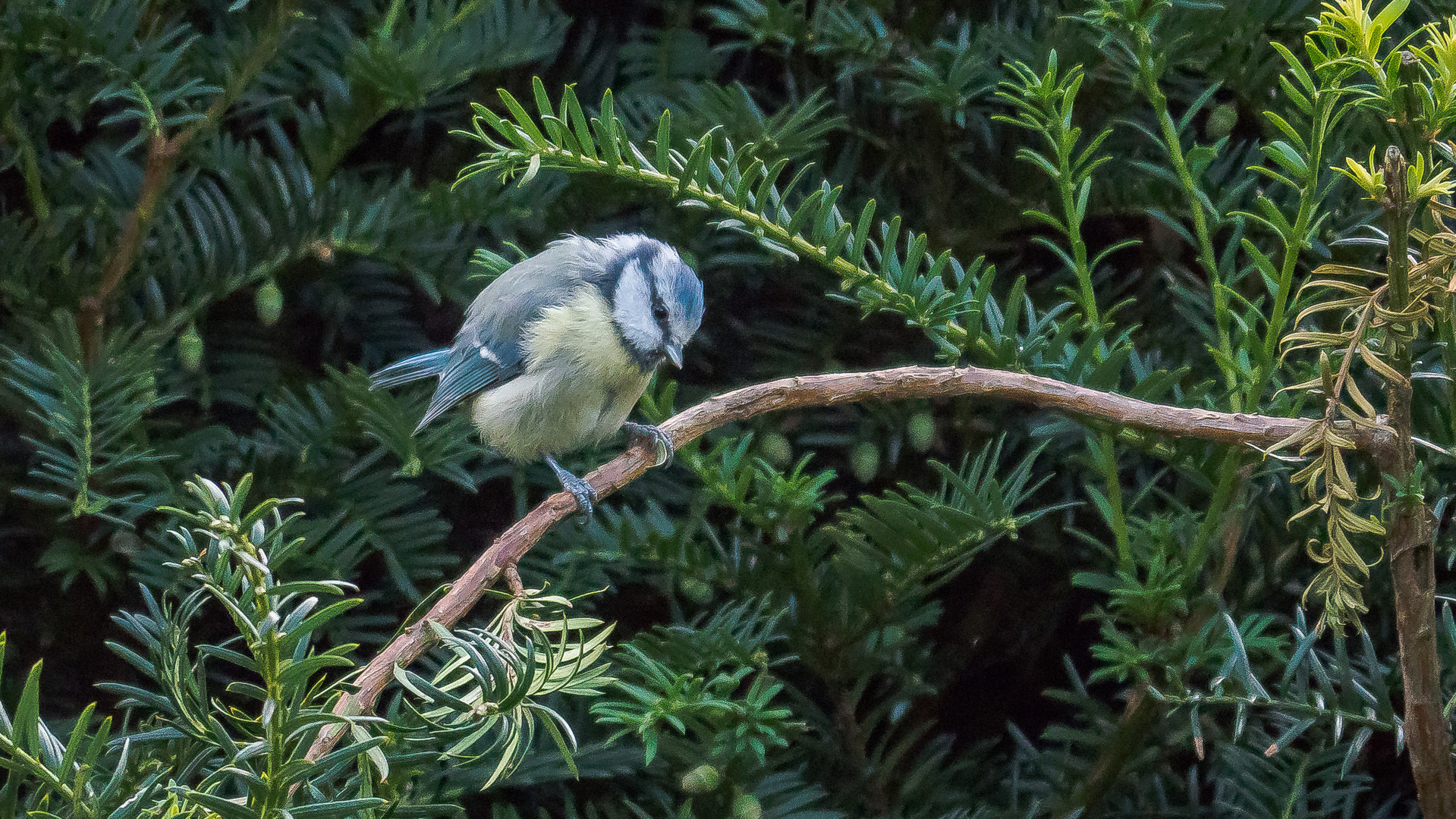 Garten-Leben