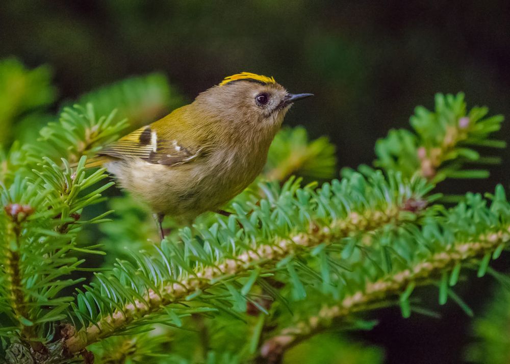 GartenLeben Foto & Bild natur, singvögel, wintergoldhähnchen Bilder
