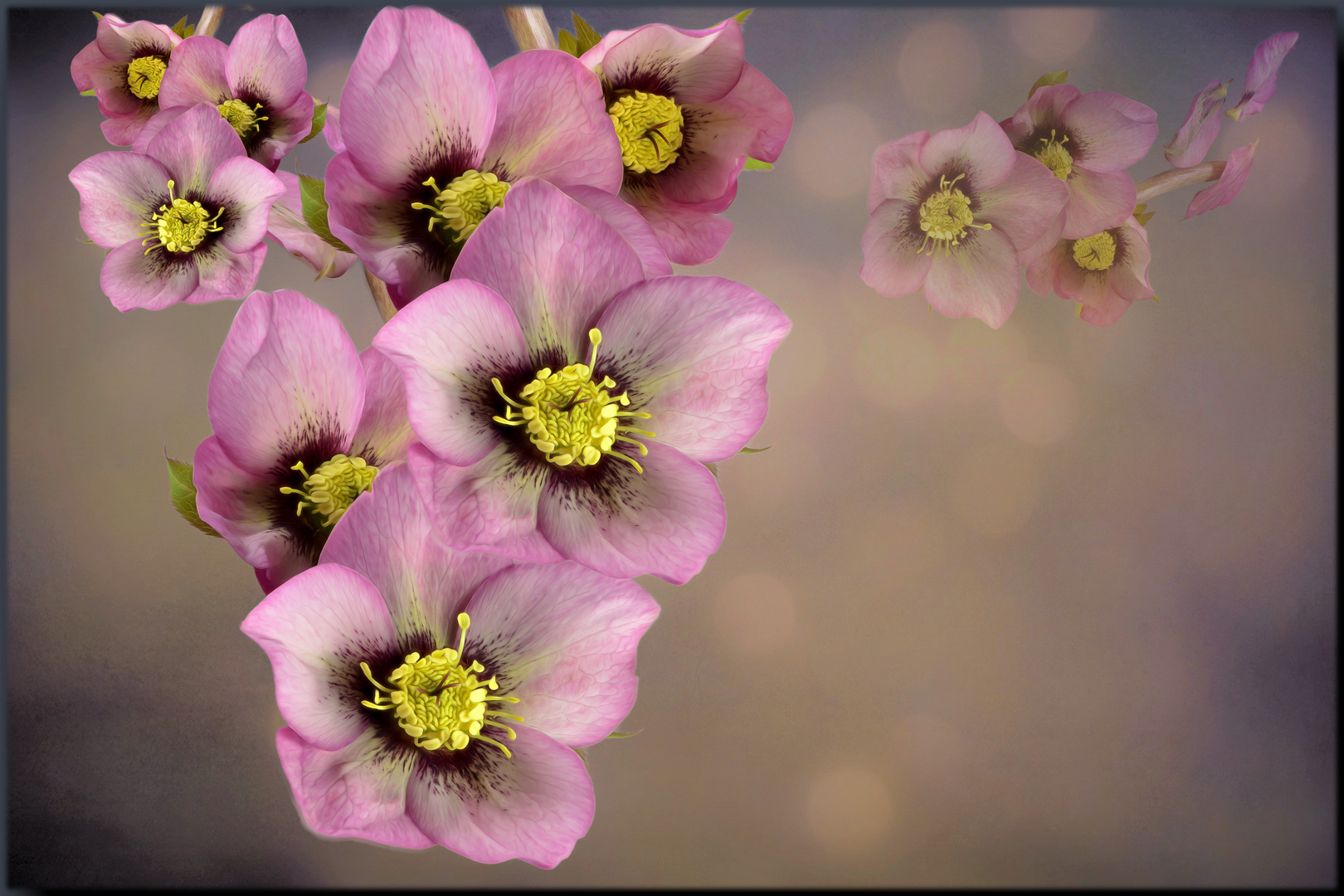 Garten Lenzrose