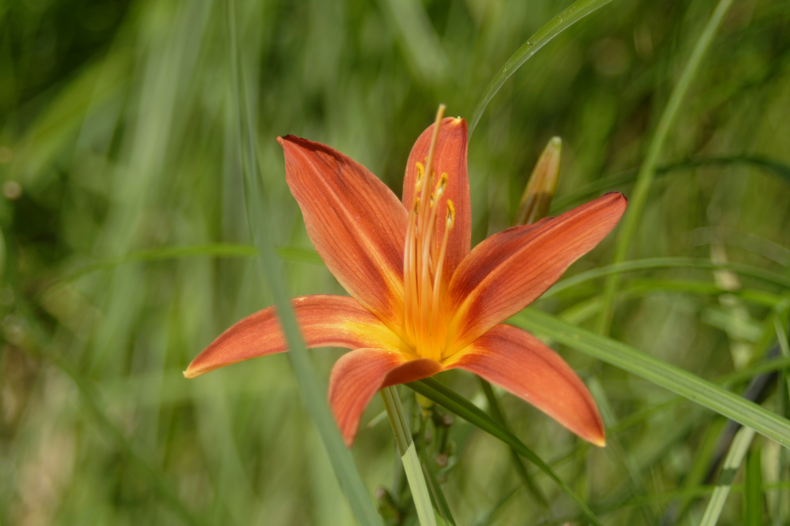 Garten Lilien