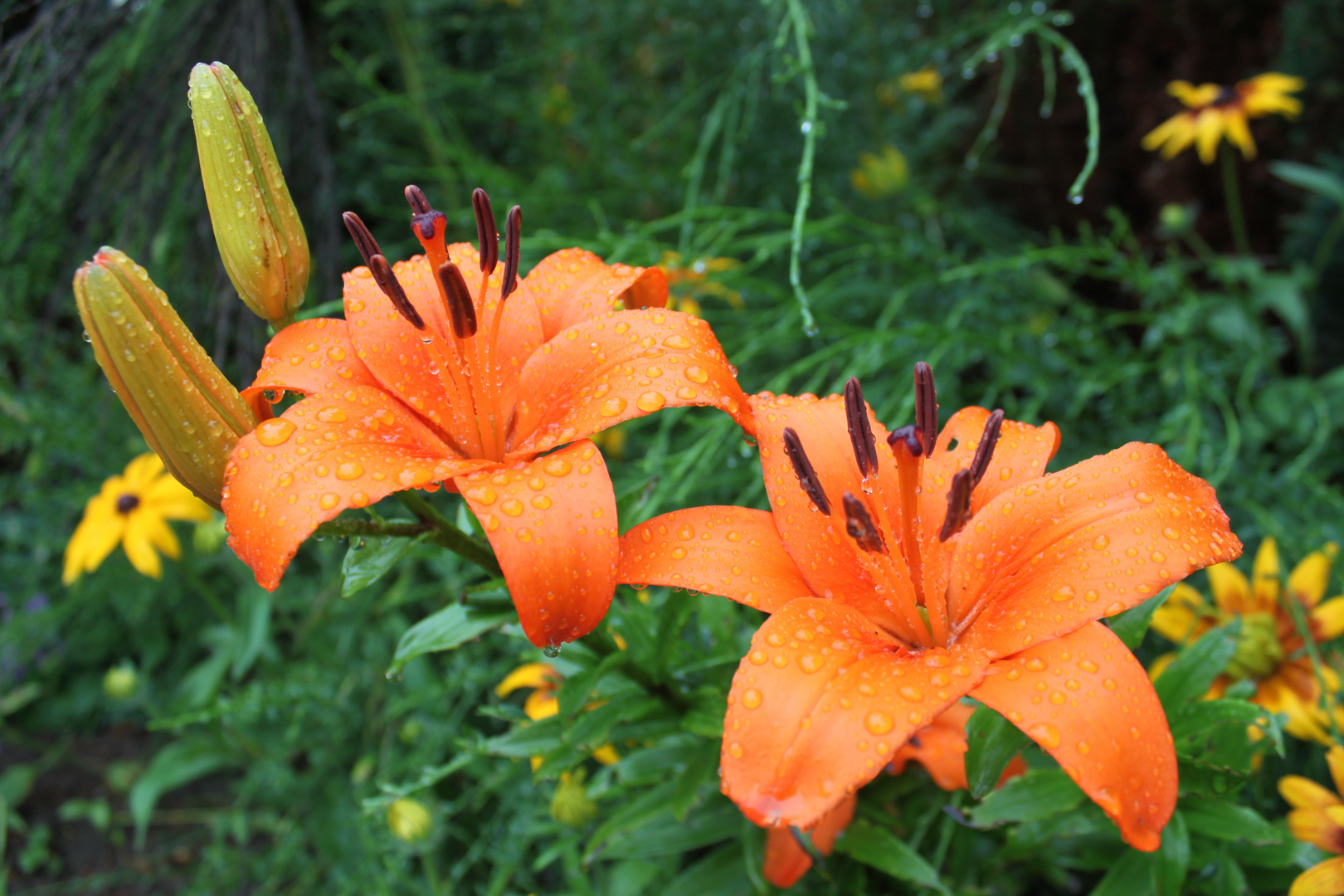GartenLilien nach einem Regenschauer Foto & Bild