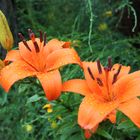 Garten-Lilien nach einem Regenschauer