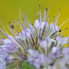 Garten Makro Bienenweide