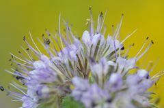 Garten Makro Bienenweide