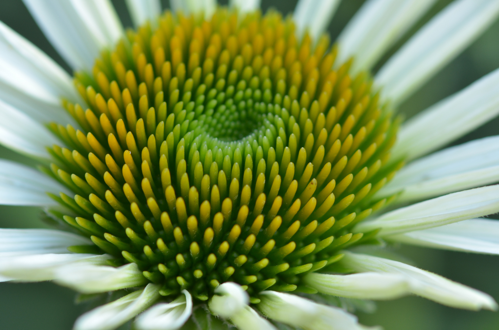 Garten Makro - Echinacea