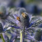 Garten-Mannstreu (Eryngium bourgatii)...