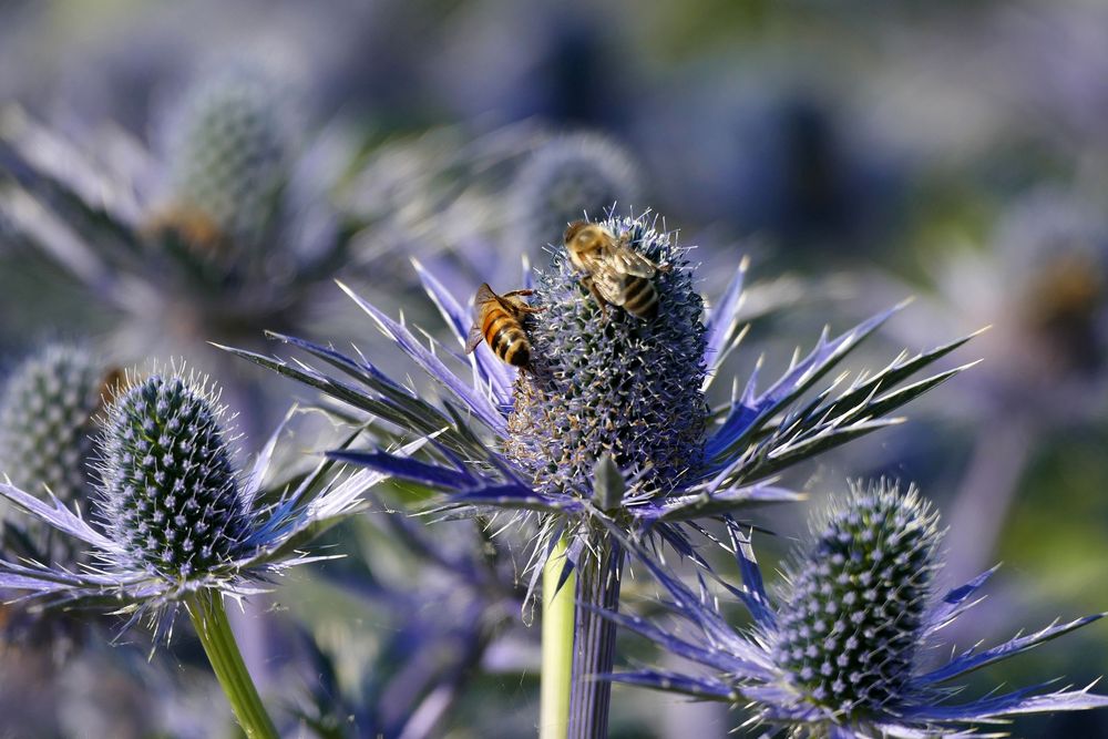 Garten-Mannstreu (Eryngium bourgatii)...