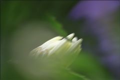 Garten-Margarite